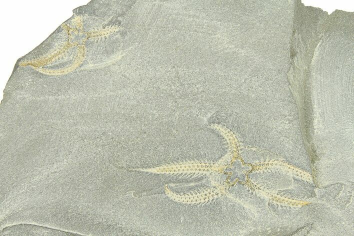 Four Ordovician Brittle Stars (Ophiura) - Morocco #290639